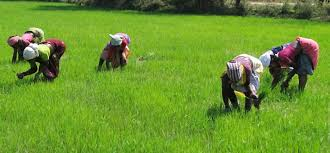 rice farming in ebonyi state